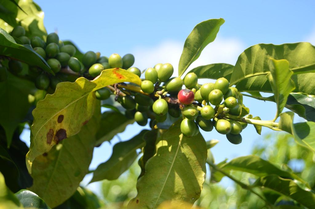 Torrefattrice intelligente con controllo digitale per tostatura eco-sostenibile