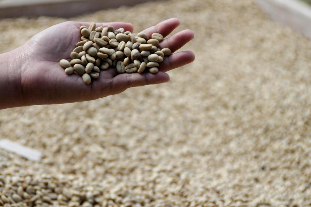 Fattoria verticale indoor per coltivazione sostenibile di piante di caffè